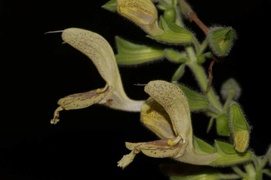 Salvia glutinosa