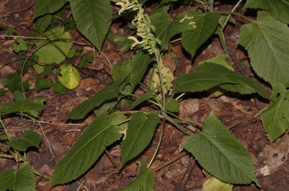 Salvia glutinosa