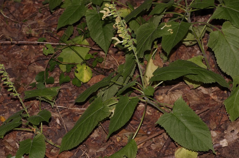 Salvia glutinosa