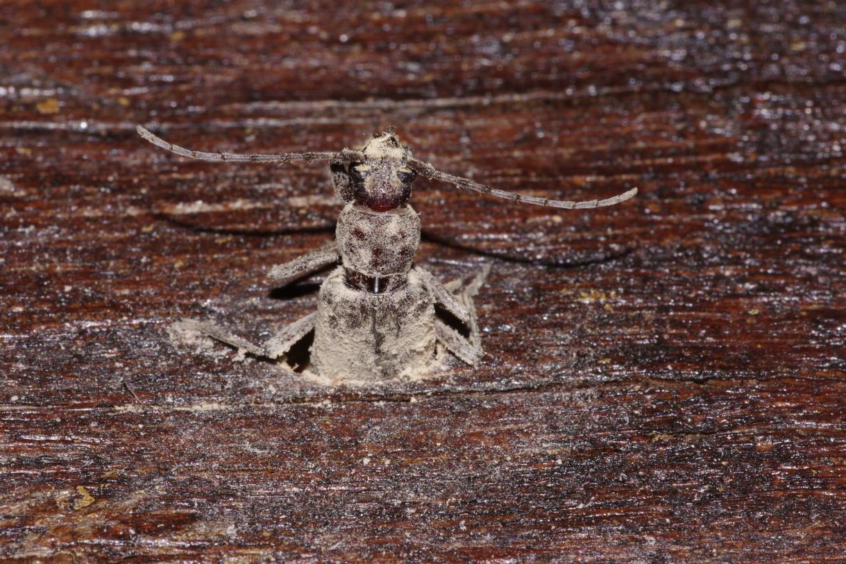 Trichoferus holosericeus, Cerambycidae