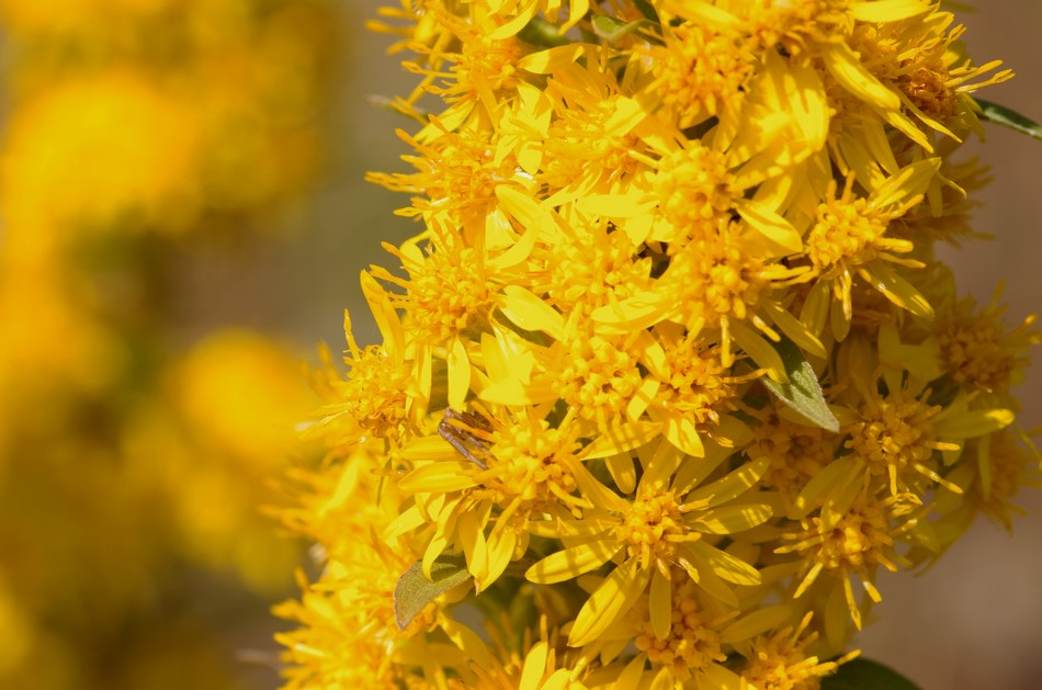 Solidago virgaurea