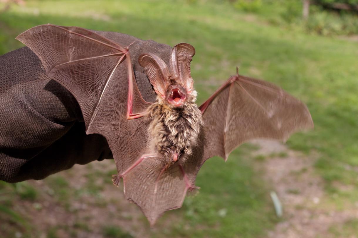 determinazione pipistrelli