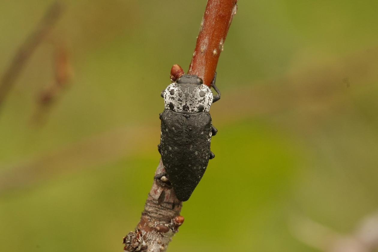 Capnodis tenebrionis, Buprestidae