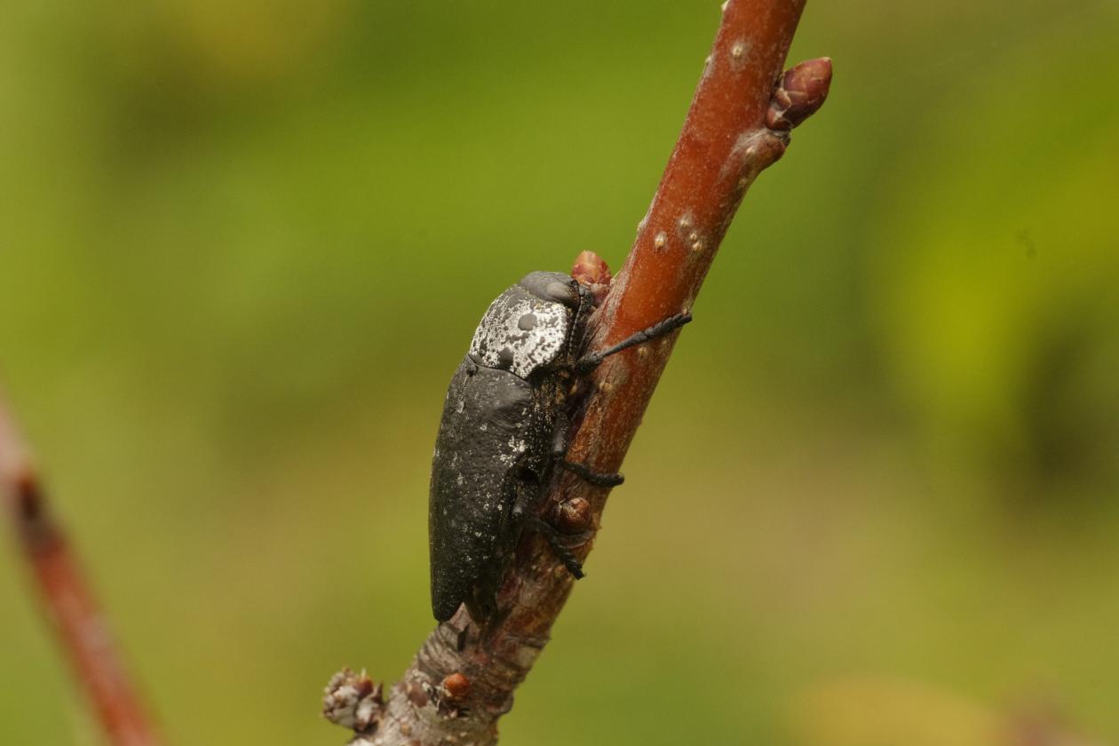 Capnodis tenebrionis, Buprestidae