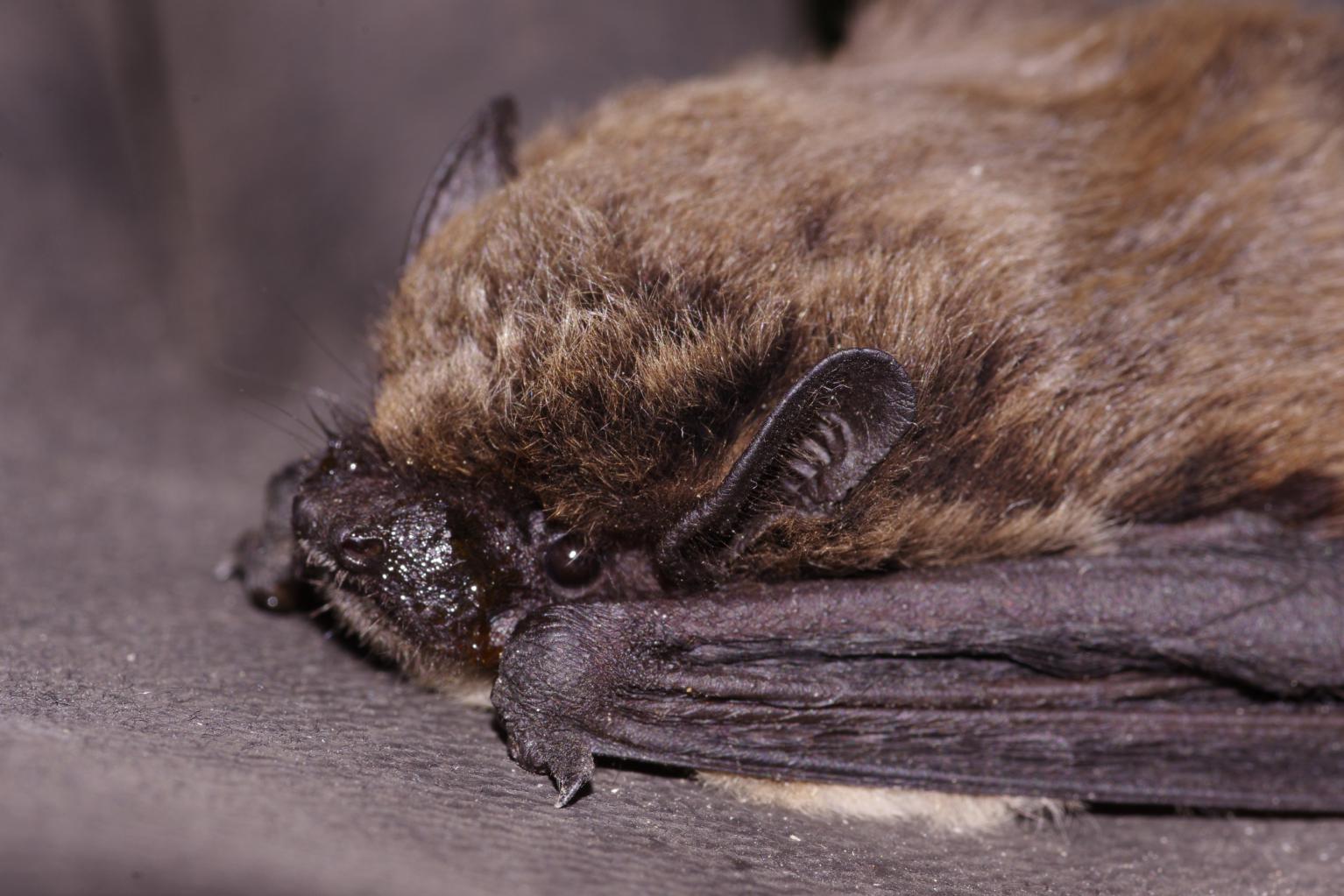 determinazione pipistrelli