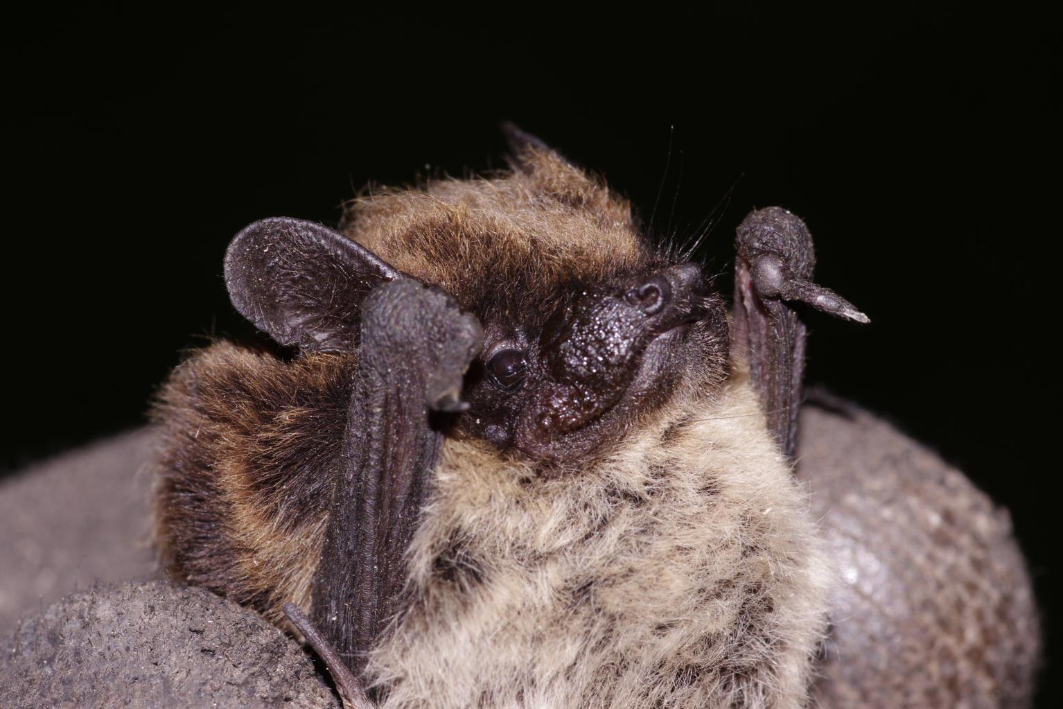 determinazione pipistrelli