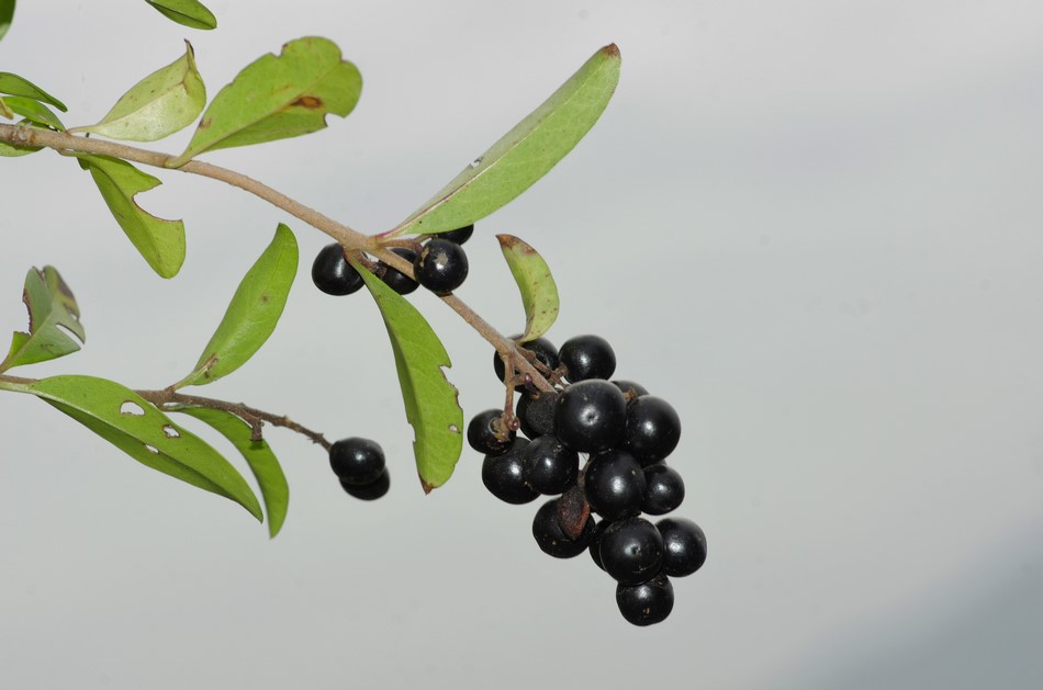 bacche nere: Ligustrum vulgare