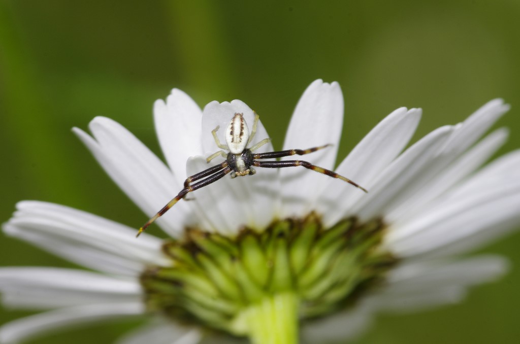 Thomisidae: Misumena vatia, maschio -