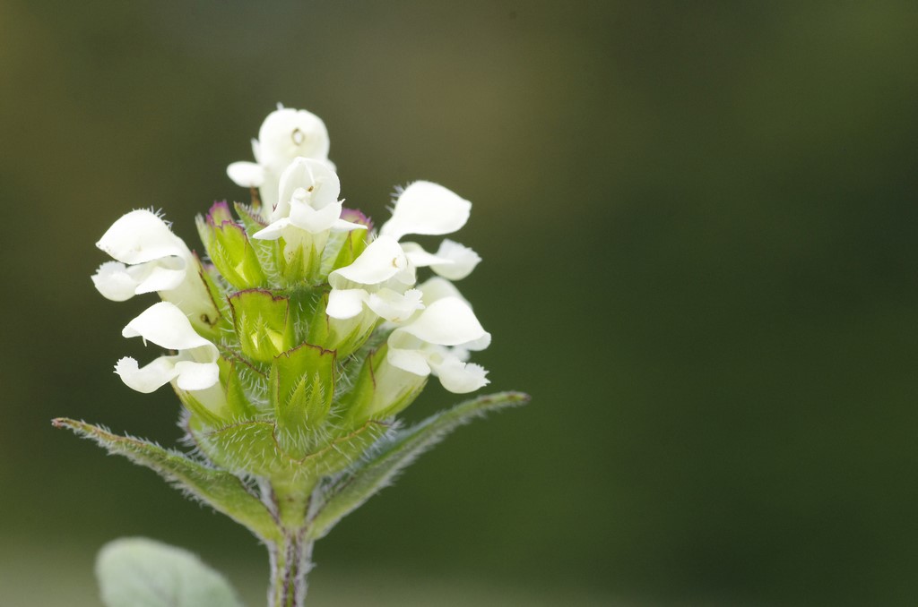 Prunella laciniata