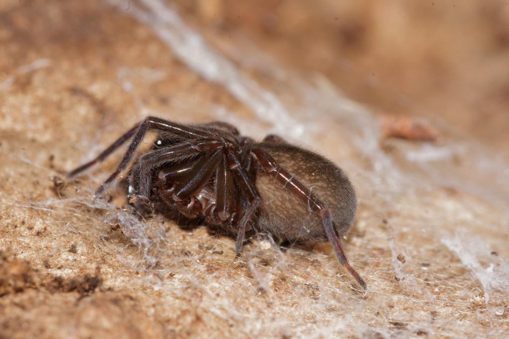 Amaurobius sp. - Salsomaggiore (PA)