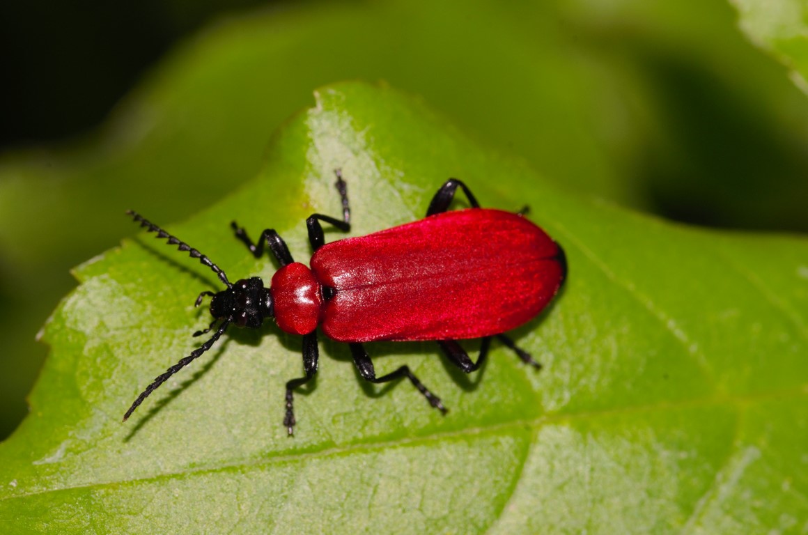 elitre rosse da id: Pyrochroa coccinea, Pyrochroidae