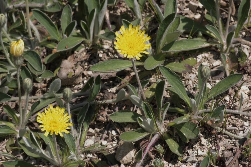 asteracea - Pilosella officinarum