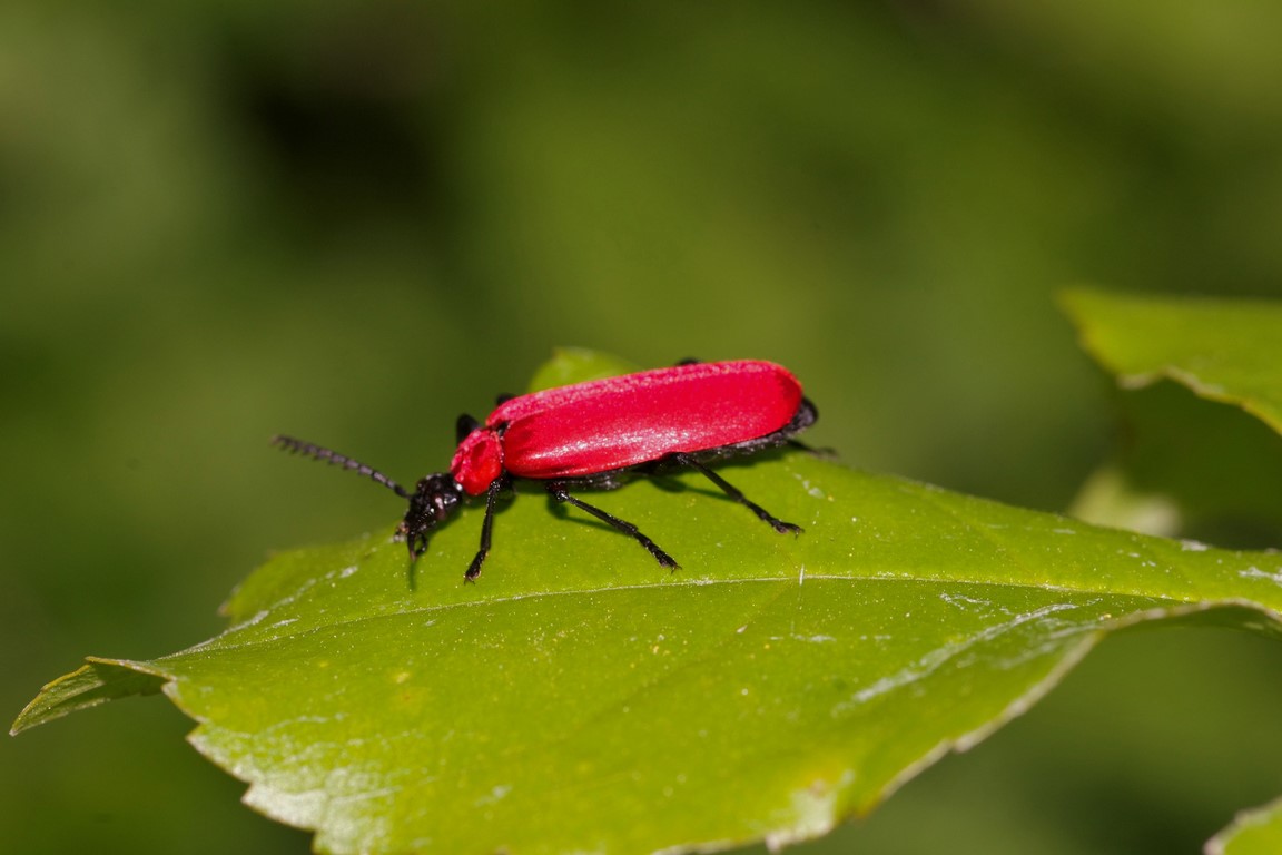 elitre rosse da id: Pyrochroa coccinea, Pyrochroidae