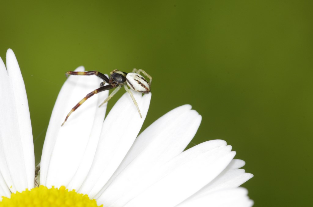 Thomisidae: Misumena vatia, maschio -