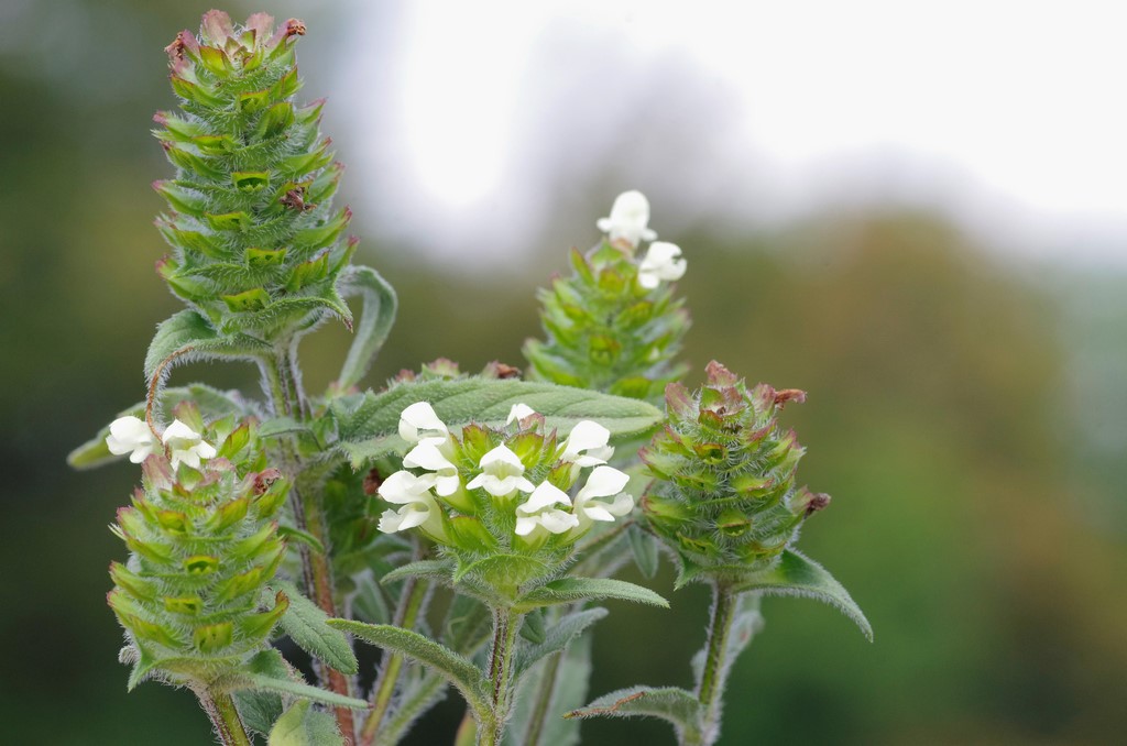 Prunella laciniata