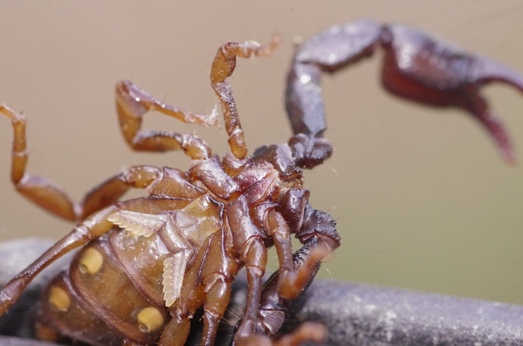 Euscorpius cf. concinnus dall''Appennino Parmense