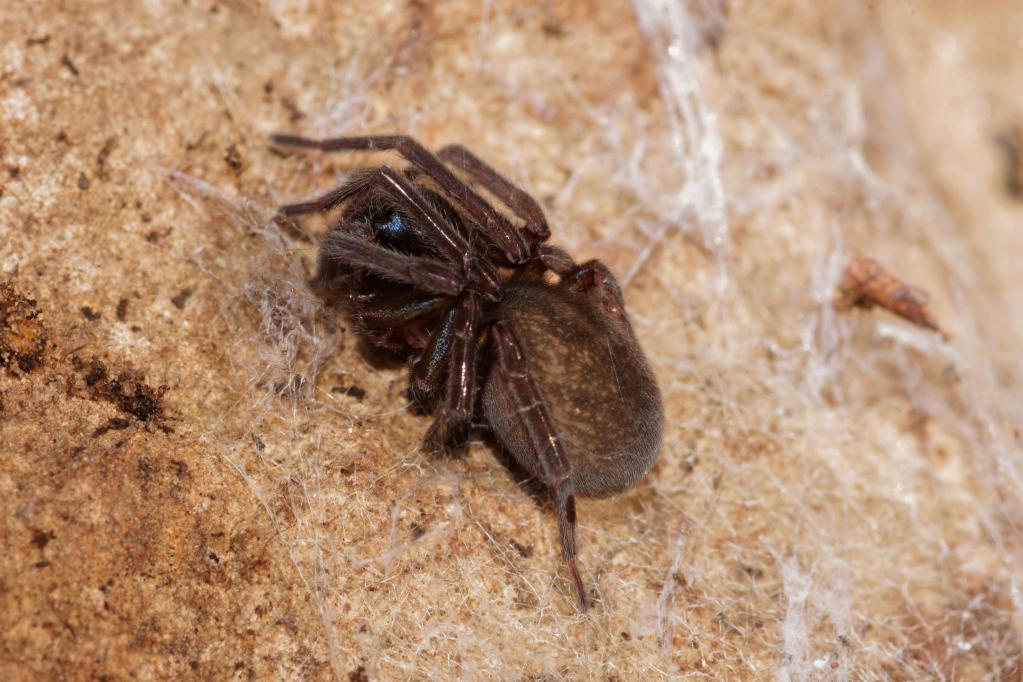 Amaurobius sp. - Salsomaggiore (PA)