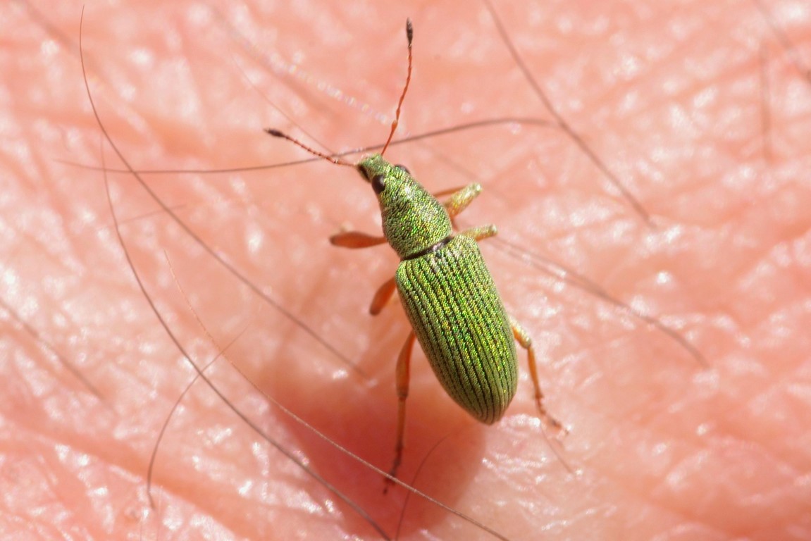 Polydrusus con elitre verdi: P. formosus