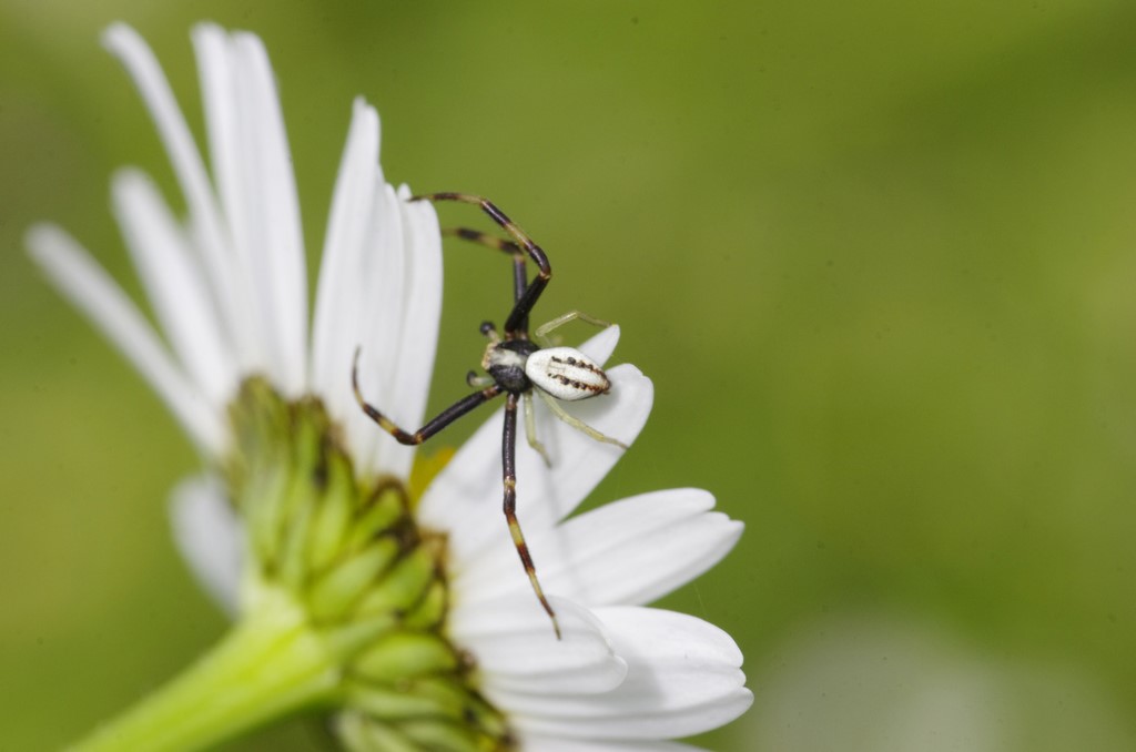 Thomisidae: Misumena vatia, maschio -