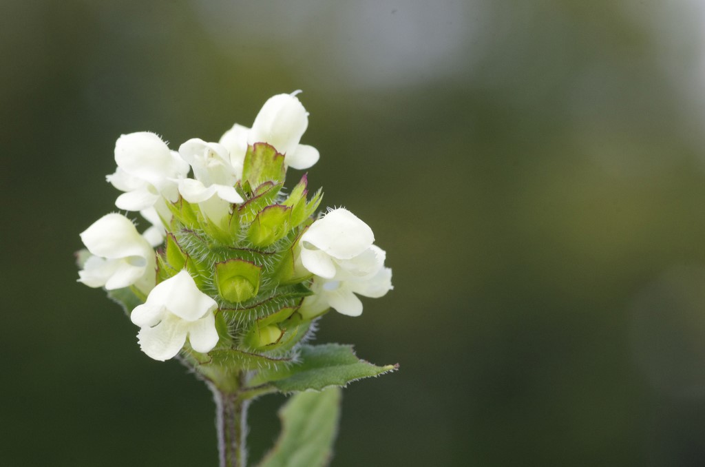 Prunella laciniata