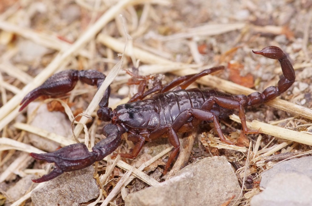 Euscorpius cf. concinnus dall''Appennino Parmense