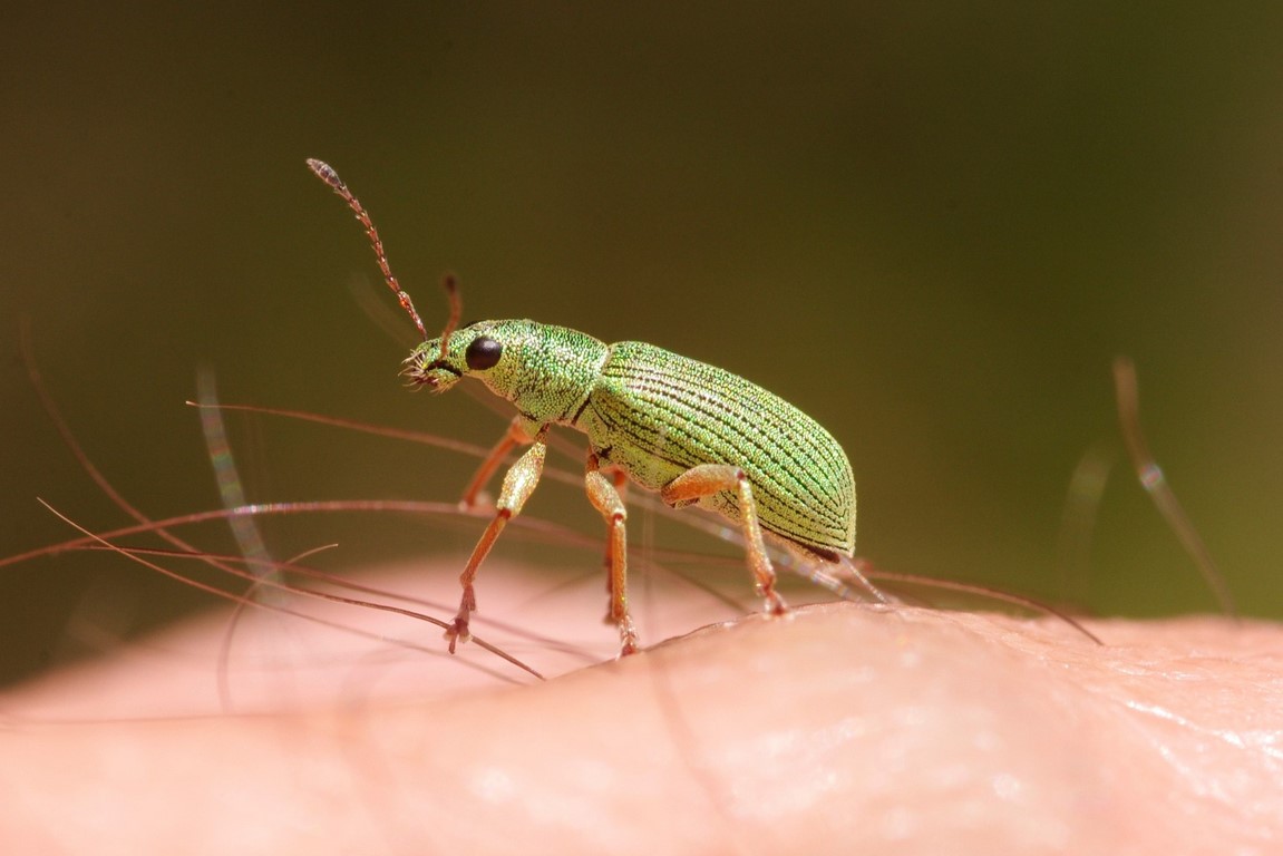 Polydrusus con elitre verdi: P. formosus