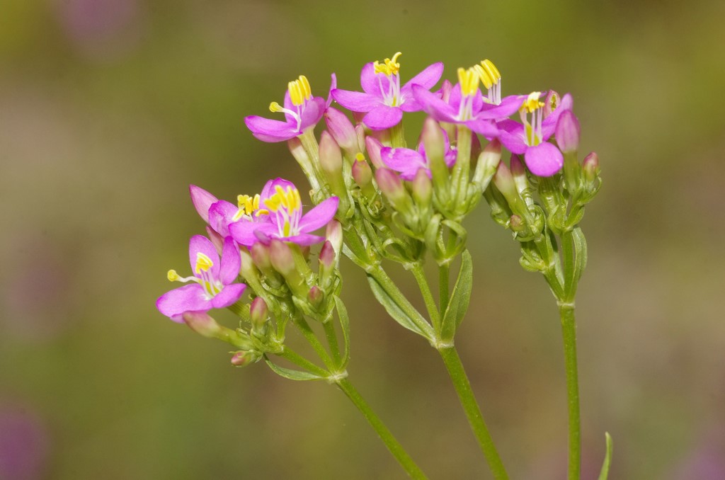 Centaurium erythraea