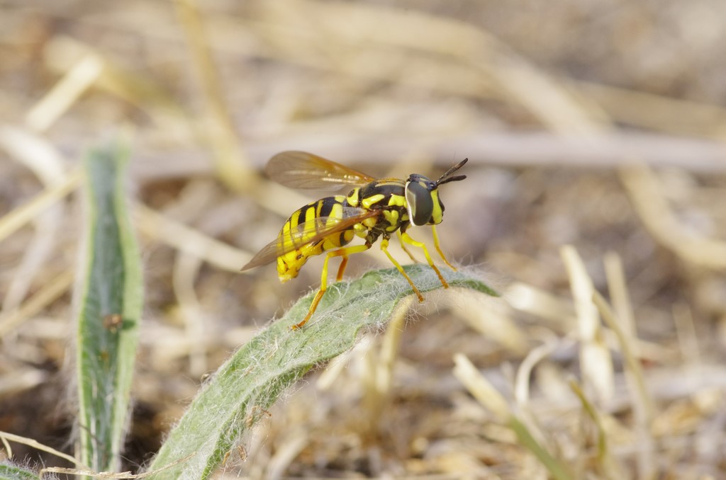 Chrysotoxum cautum femmina (Syrphidae)