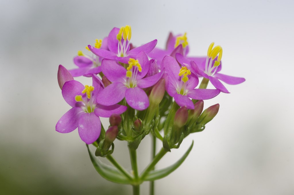 Centaurium erythraea