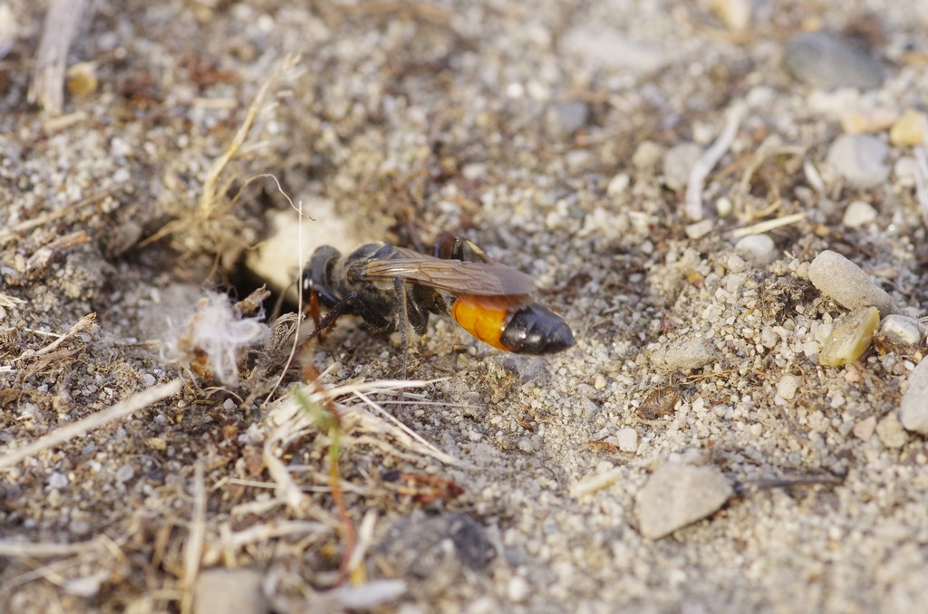 Sphecidae: Sphex funerarius, femmina