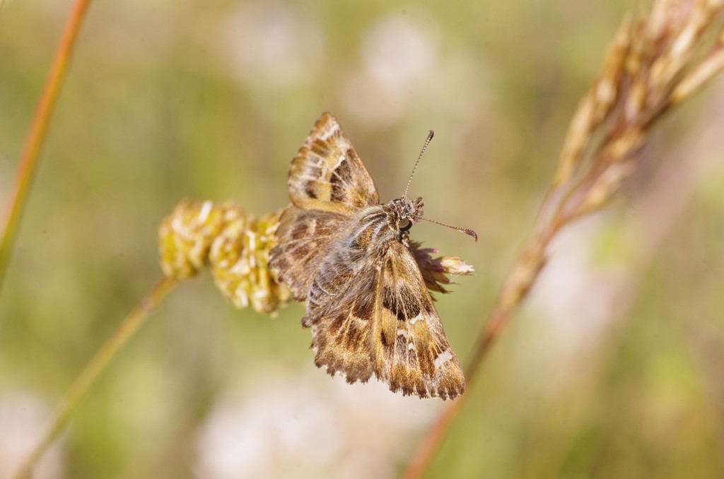 farfalla marrone da determinare - Carcharodus alceae