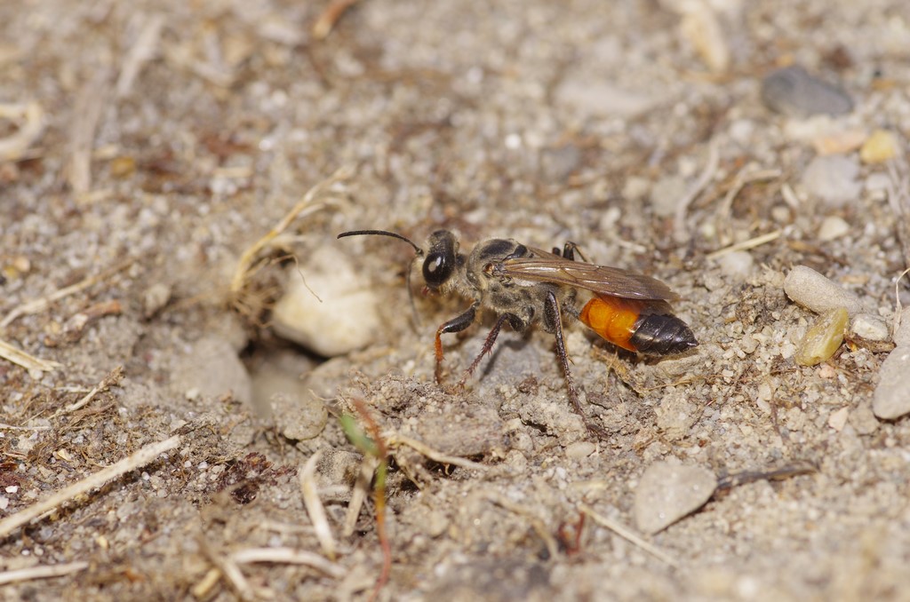 Sphecidae: Sphex funerarius, femmina