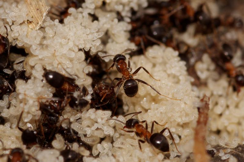 Lasius emarginatus