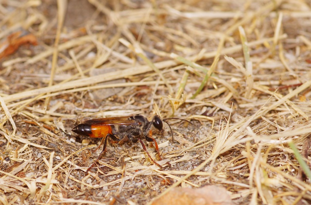 Sphecidae: Sphex funerarius, femmina