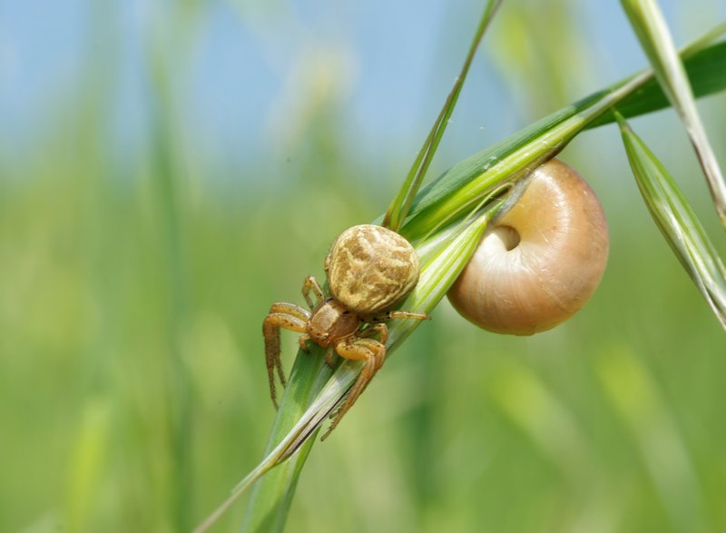 Xysticus sp. - Salsomaggiore (PR)