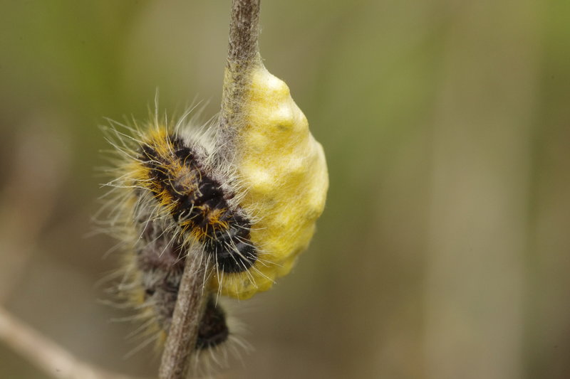 Bruco di Aporia crataegi parassitato da Braconidae