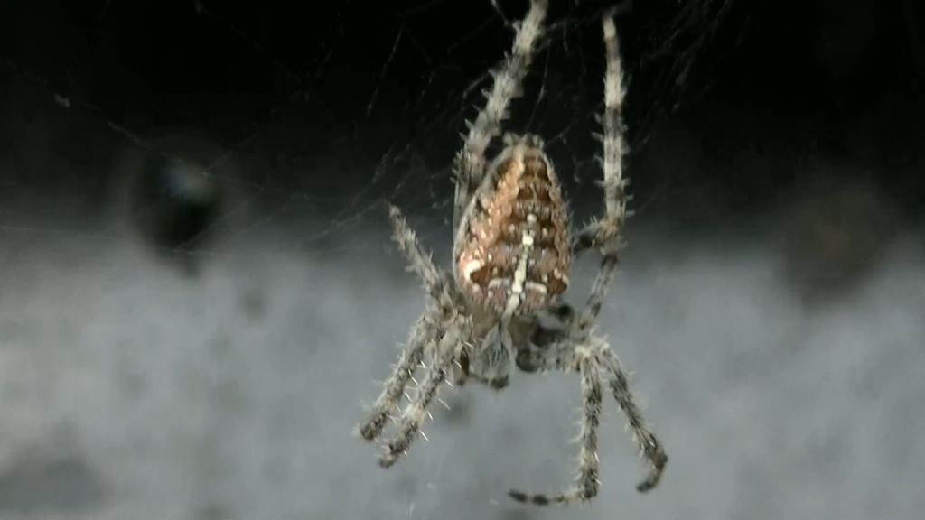 Araneus diadematus - Ariano Irpino (AV)