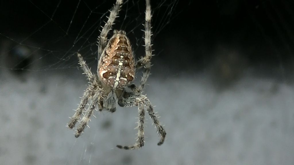 Araneus diadematus - Ariano Irpino (AV)