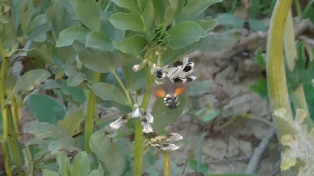 Macroglossum stellatarum