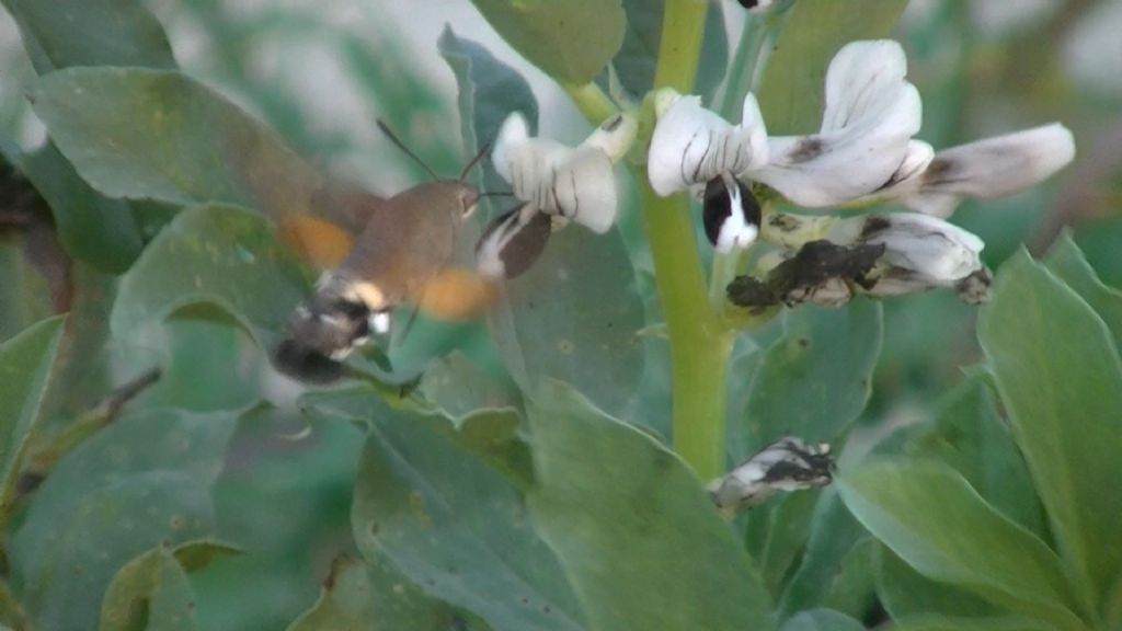 Macroglossum stellatarum