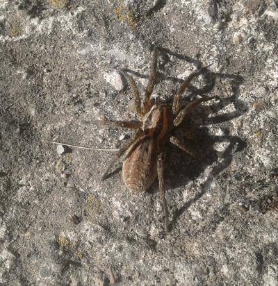 Hogna radiata; Araneus cf. angulatus - Ariano Irpino (AV)