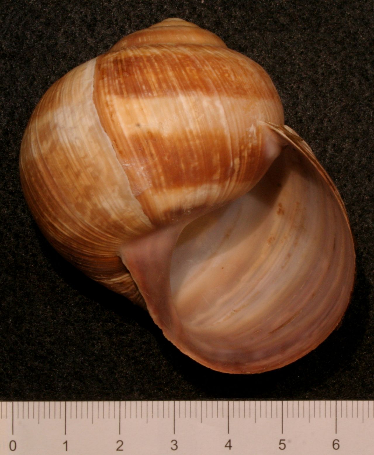 Quanto pu misurare Helix pomatia?