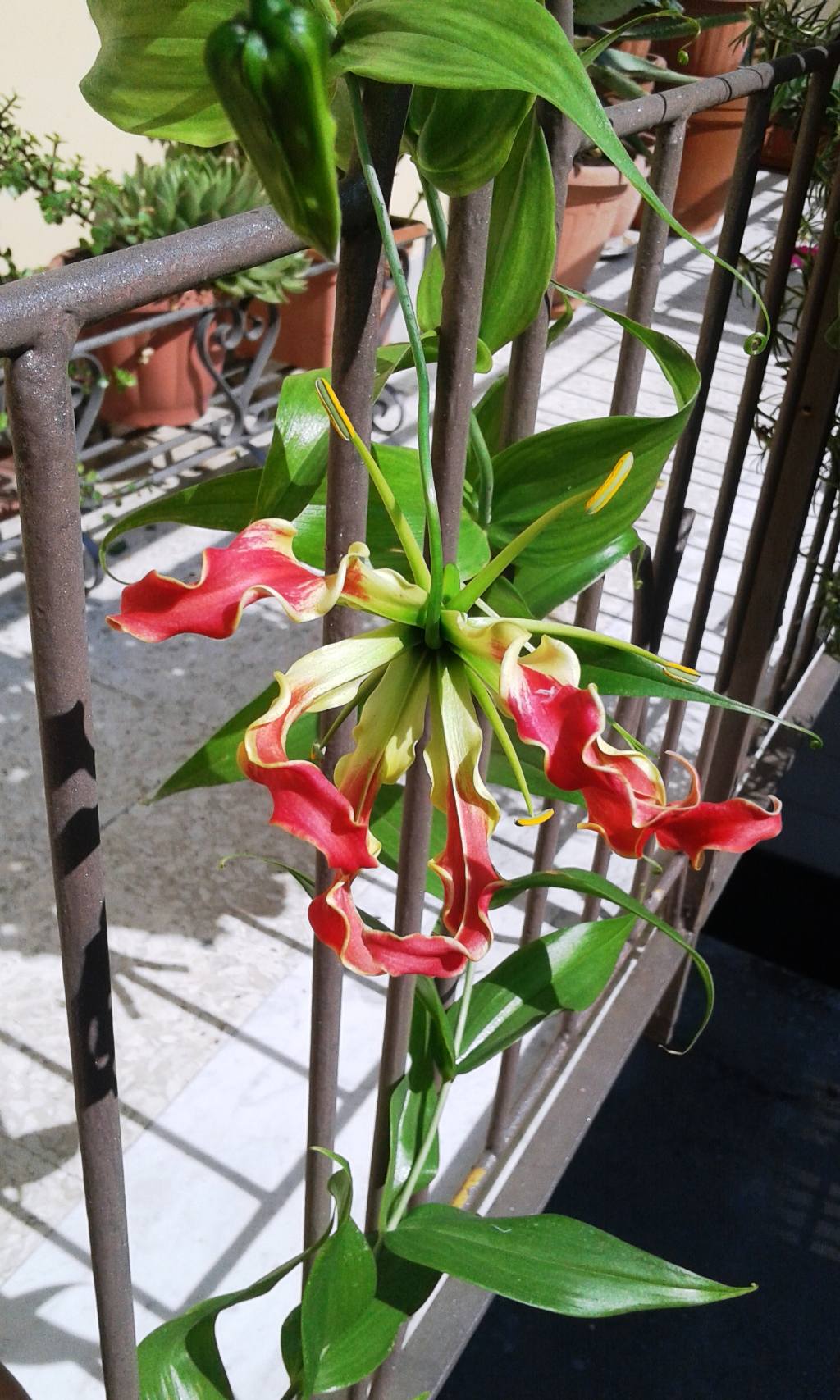 Gloriosa superba (Colchicaceae)