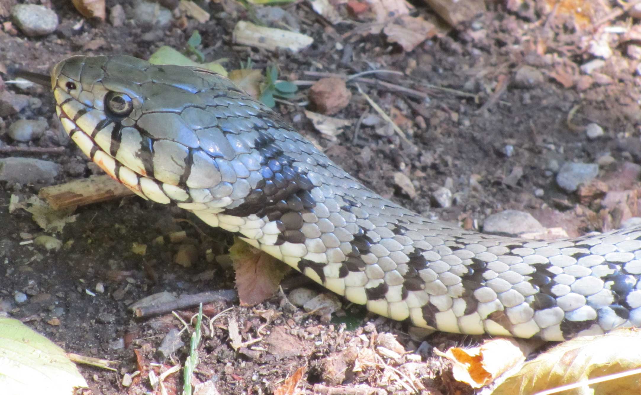 Natrix Natrix a caccia?