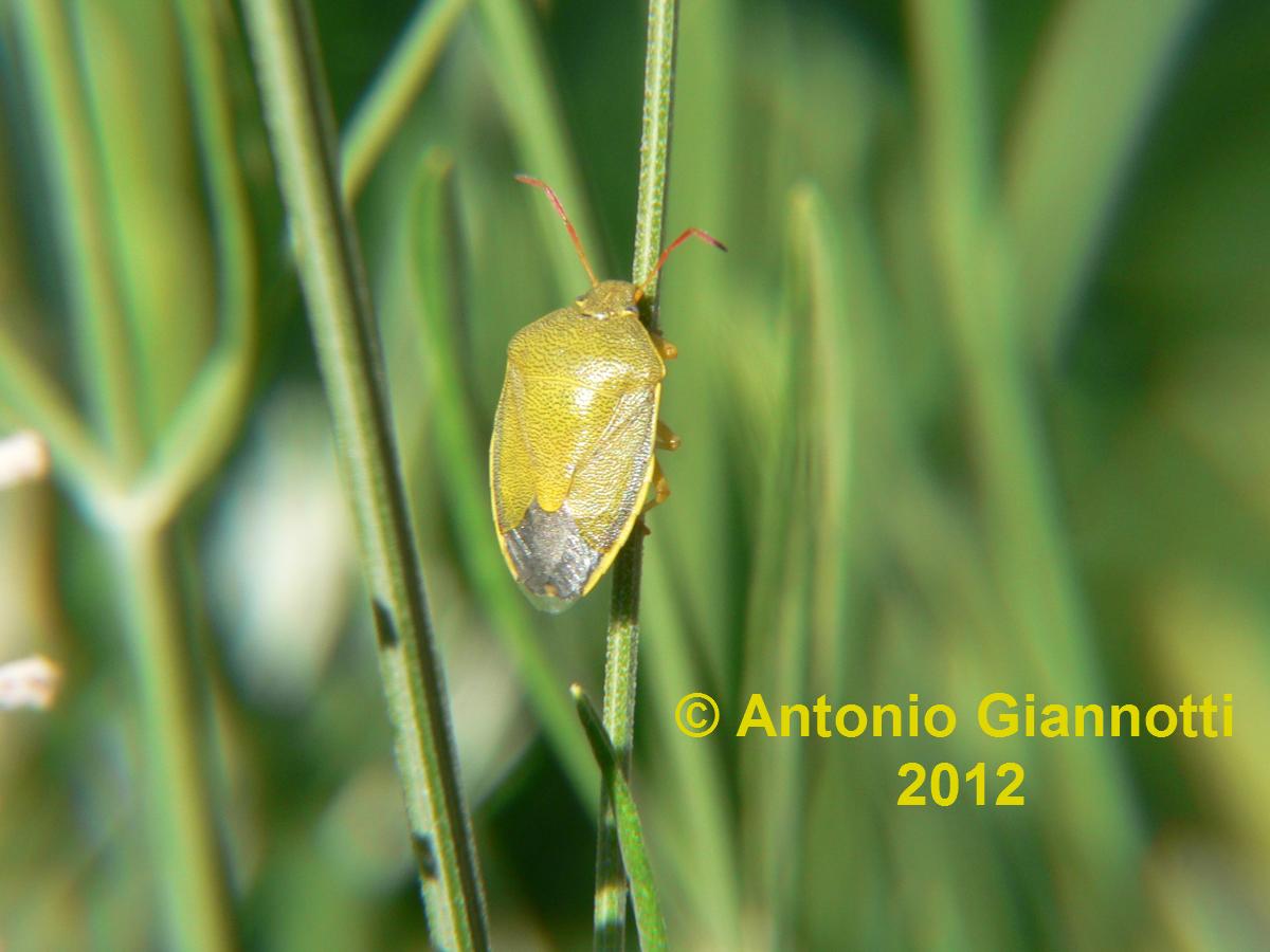 Pentatomidae: Piezodorus lituratus f.alliacea Lombardia (CO)