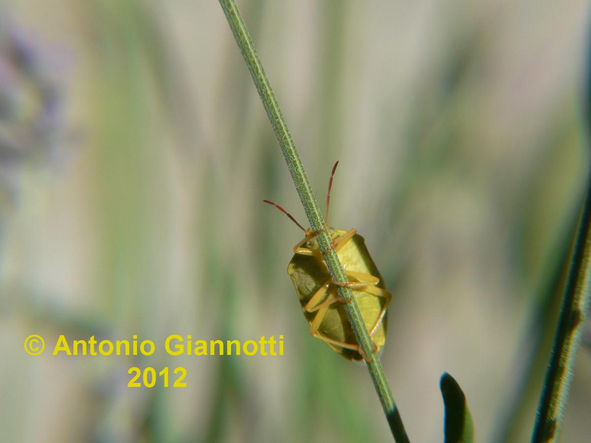 Pentatomidae: Piezodorus lituratus f.alliacea Lombardia (CO)