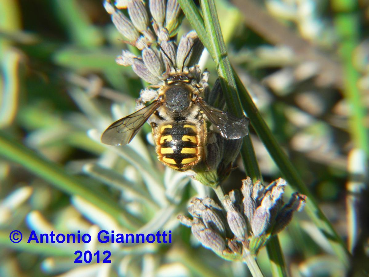 Apidae Megachilinae: cfr. Anthidium sp.