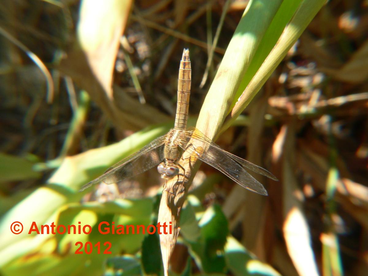 Sympetrum fonscolombei (f) ?