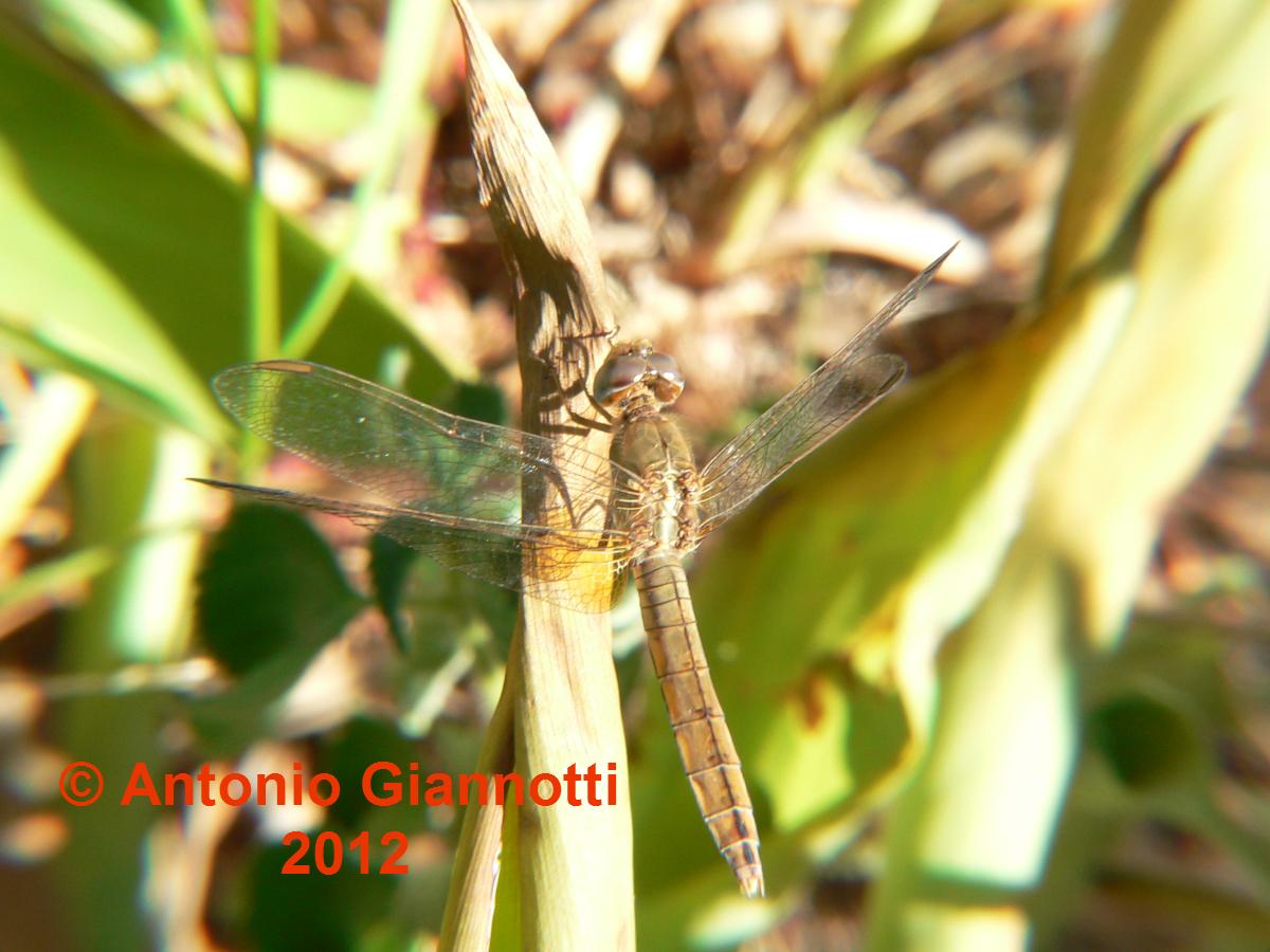 Sympetrum fonscolombei (f) ?