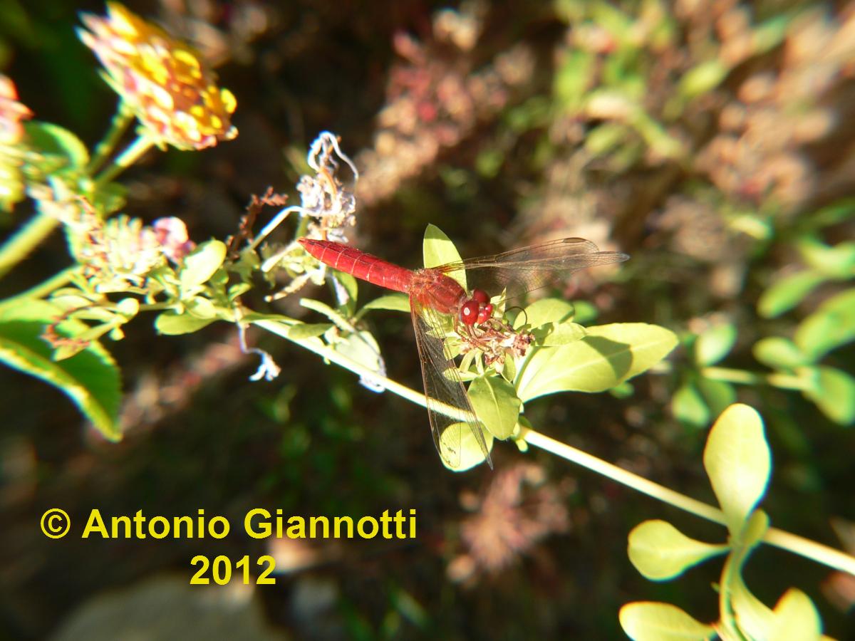 Sympetrum fonscolombei (m) ?